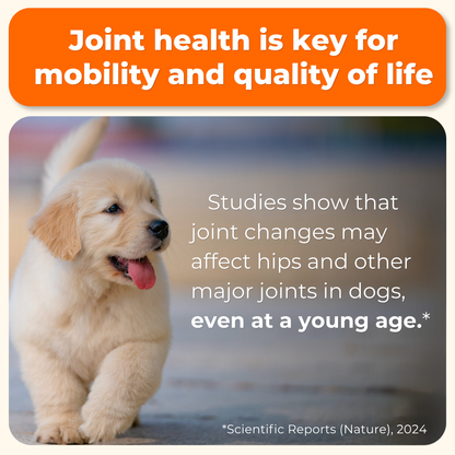 Hip & Joint Advanced Support