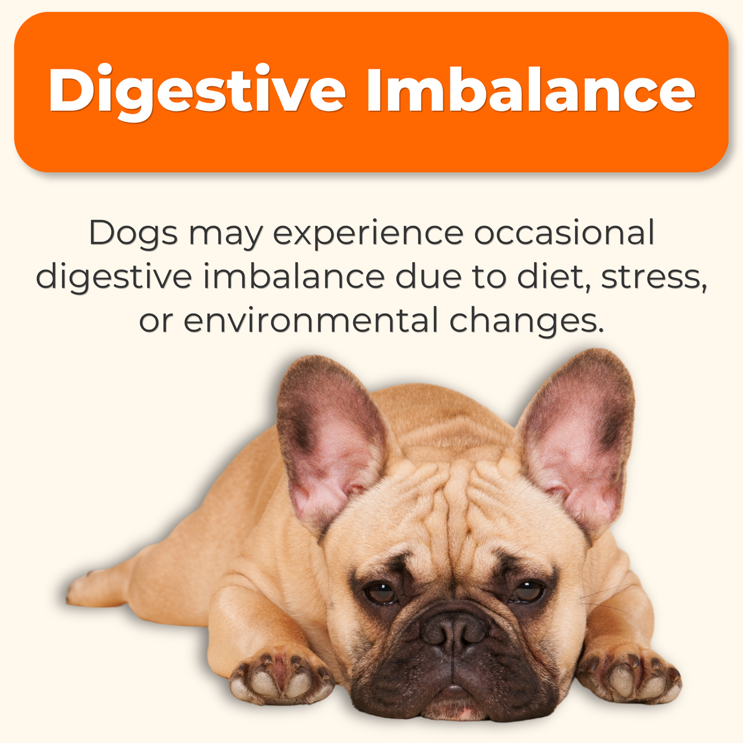 Probiotic Daily Support