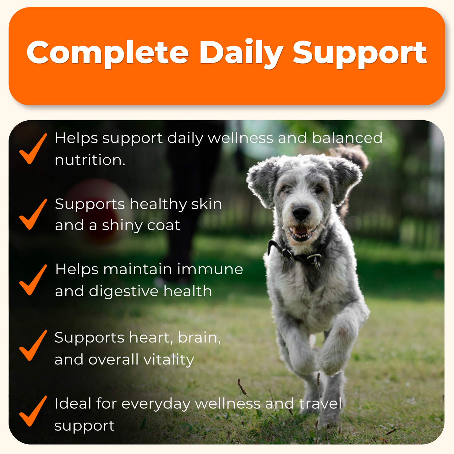Multivitamin Daily Support