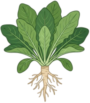 FOS (Fructooligosaccharides)