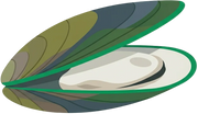 Green-Lipped Mussel (Perna canaliculus, New Zealand)