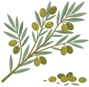 Omega-9 Fatty Acids (Oleic Acid, Canola & Safflower Oil)