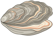 Zinc, Iodine & Iron