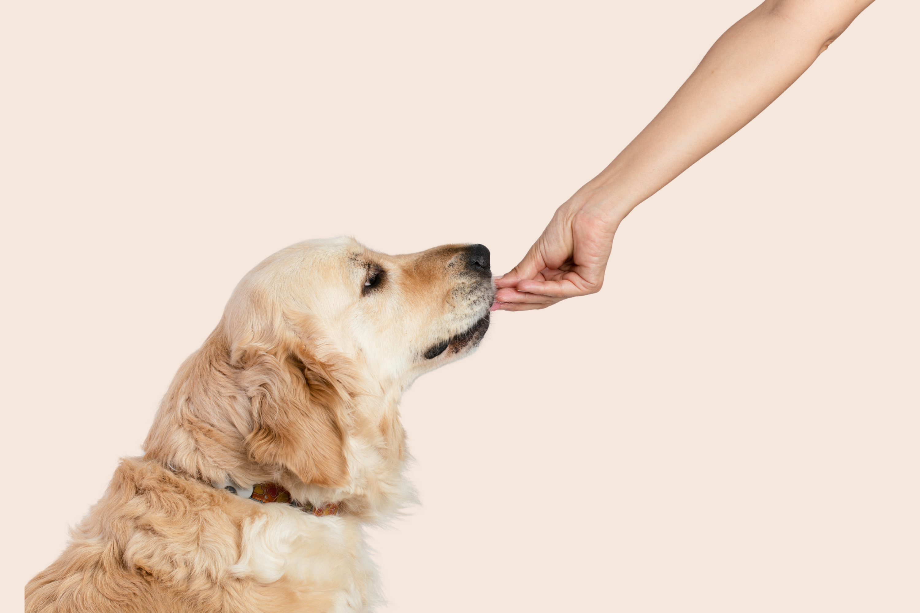 Why Soft Chews?