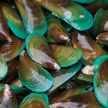 Green-Lipped Mussel (Perna canaliculus, New Zealand)